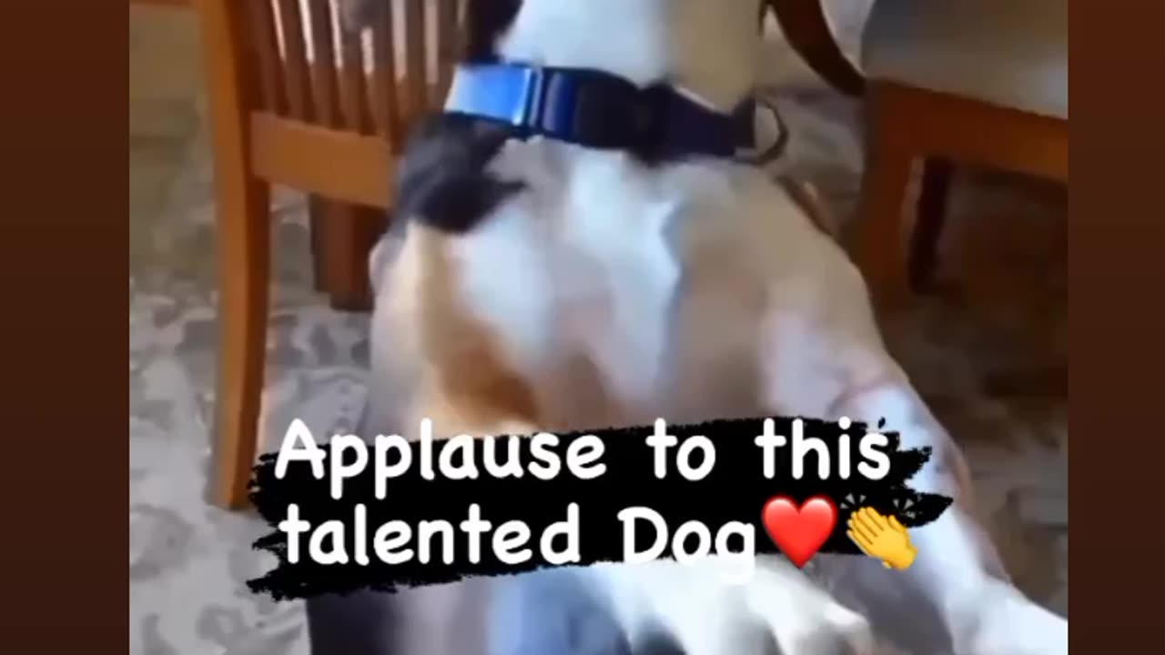 Talented Dog 🐕