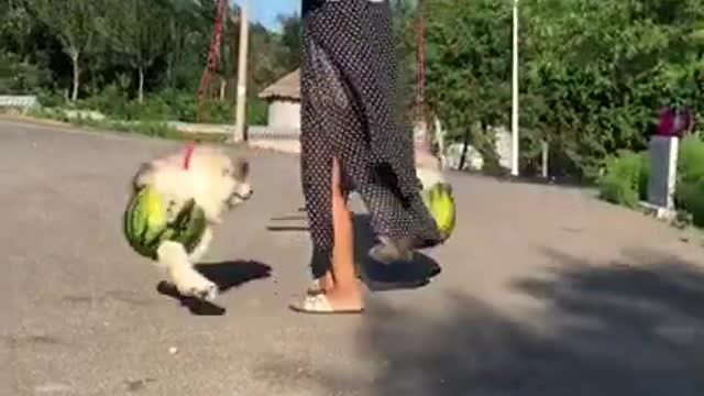 Baby dogs play with his own cute and funny video