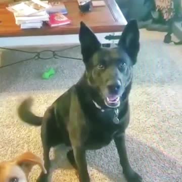 When You Tell Your Pets A Big Mistake