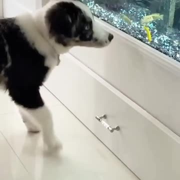 Fish 🐠 and friends 👑 🐶 not food