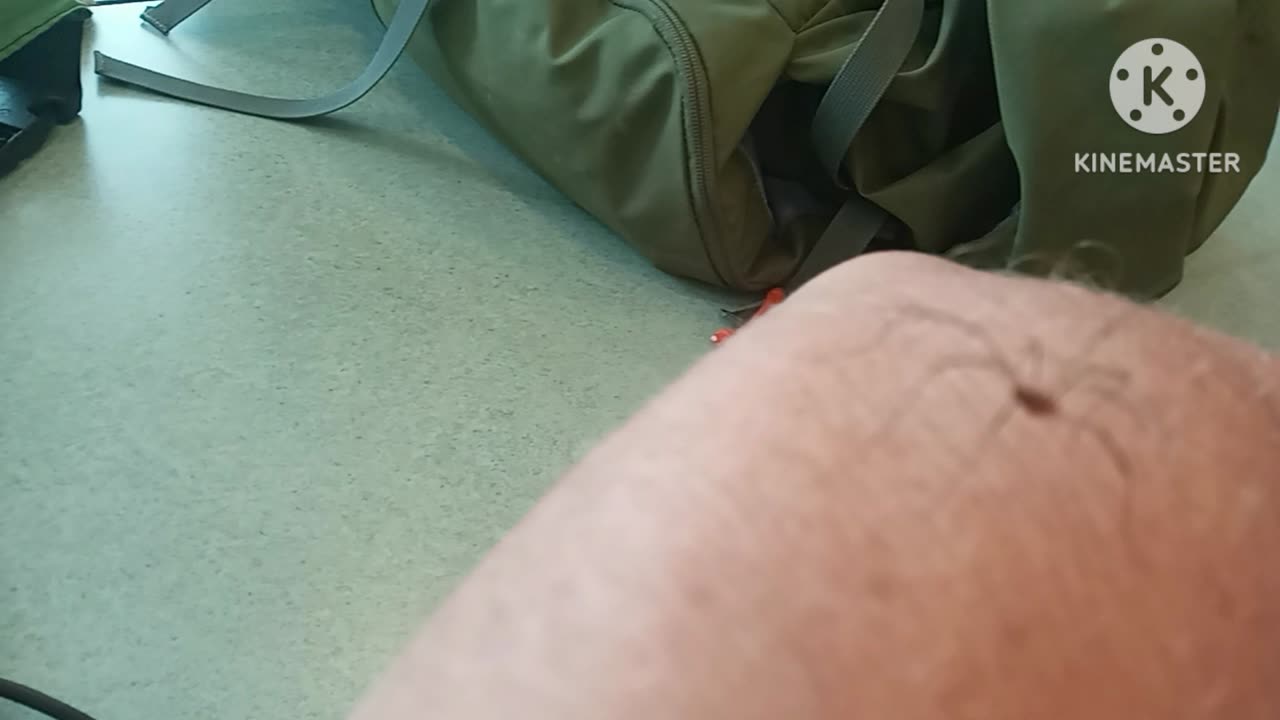 Visited by a cute harvestman at the Library Dear Viewers!