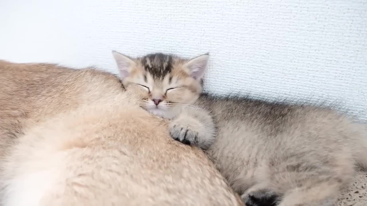 Just by looking at it, I can feel the kitten's love for its mother cat