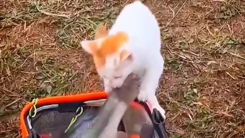 Funny Cat Fish Catching 😱 | Funny Compilation Videos 2023 | Animals Funny Videos #shorts #animals