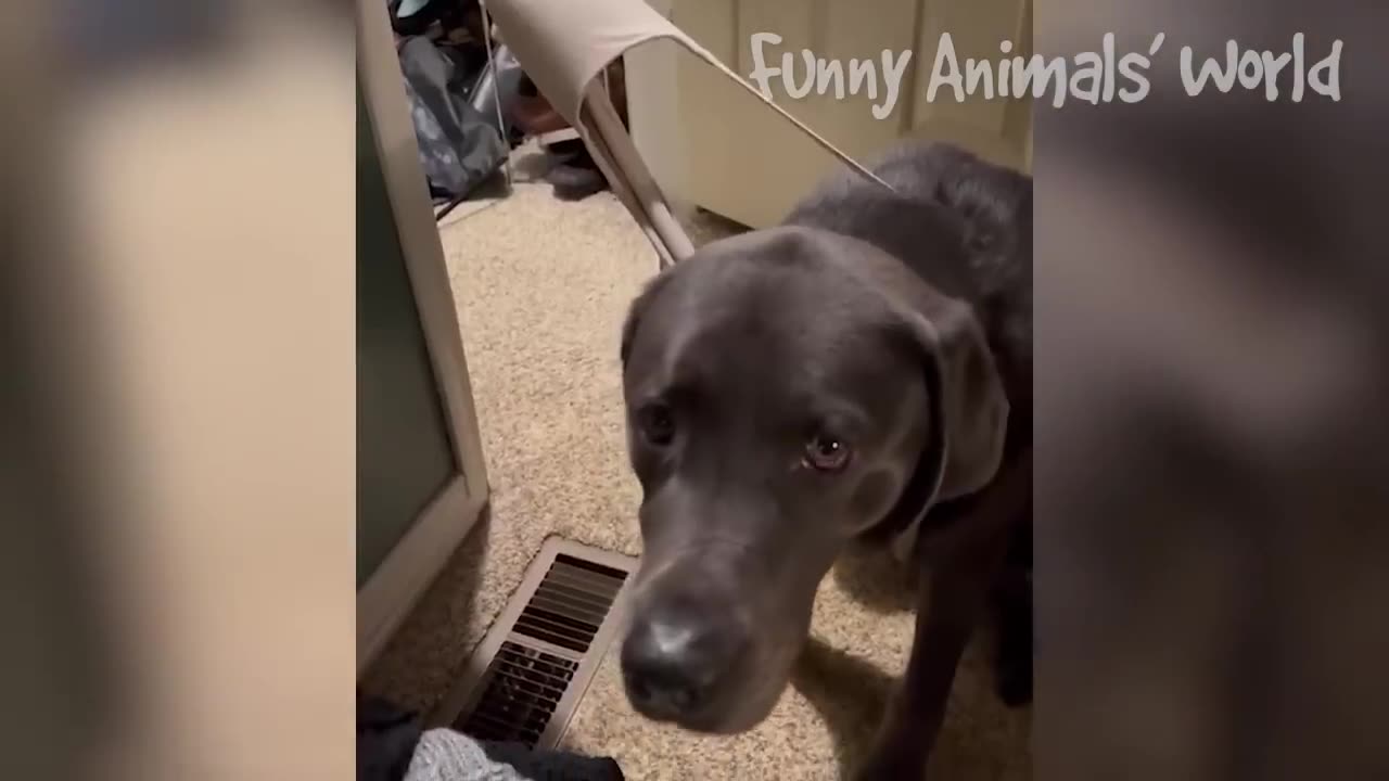 Laugh Out Loud: Hilarious Videos of Dogs and Cats That Will Make Your Day