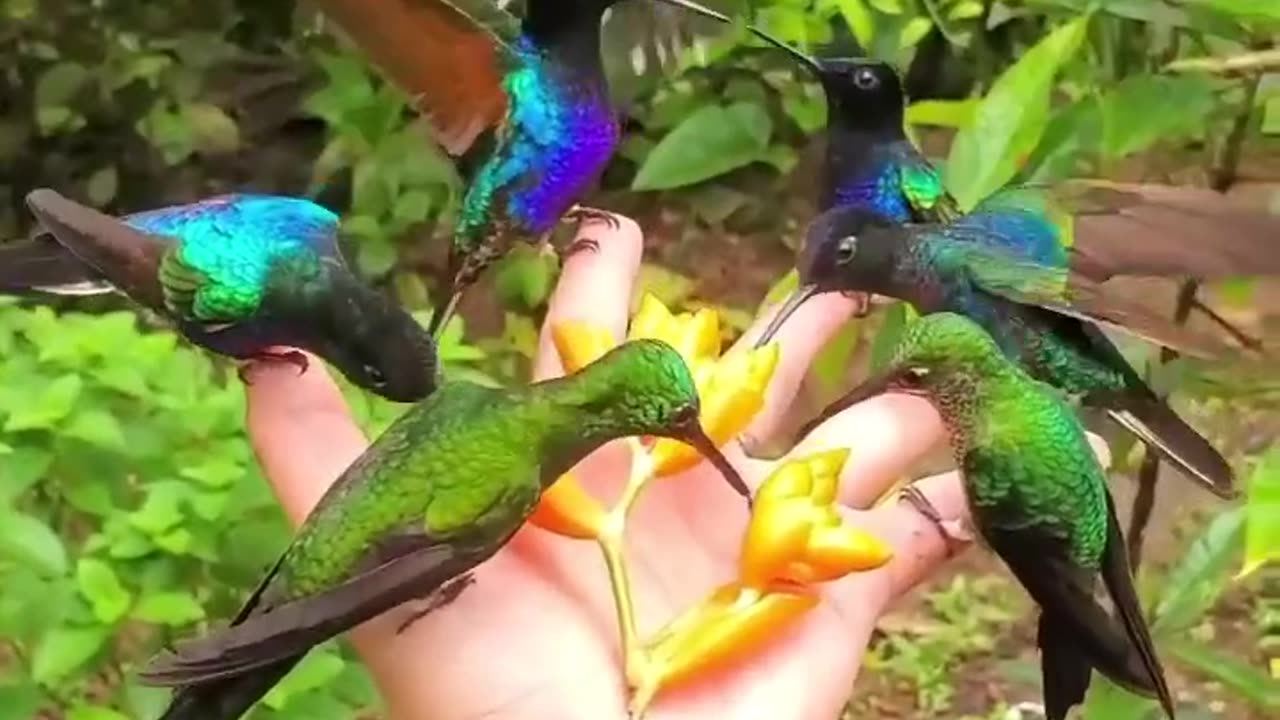 Colourfull birds