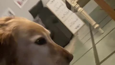 Dog Steals Mouthful Of Bread