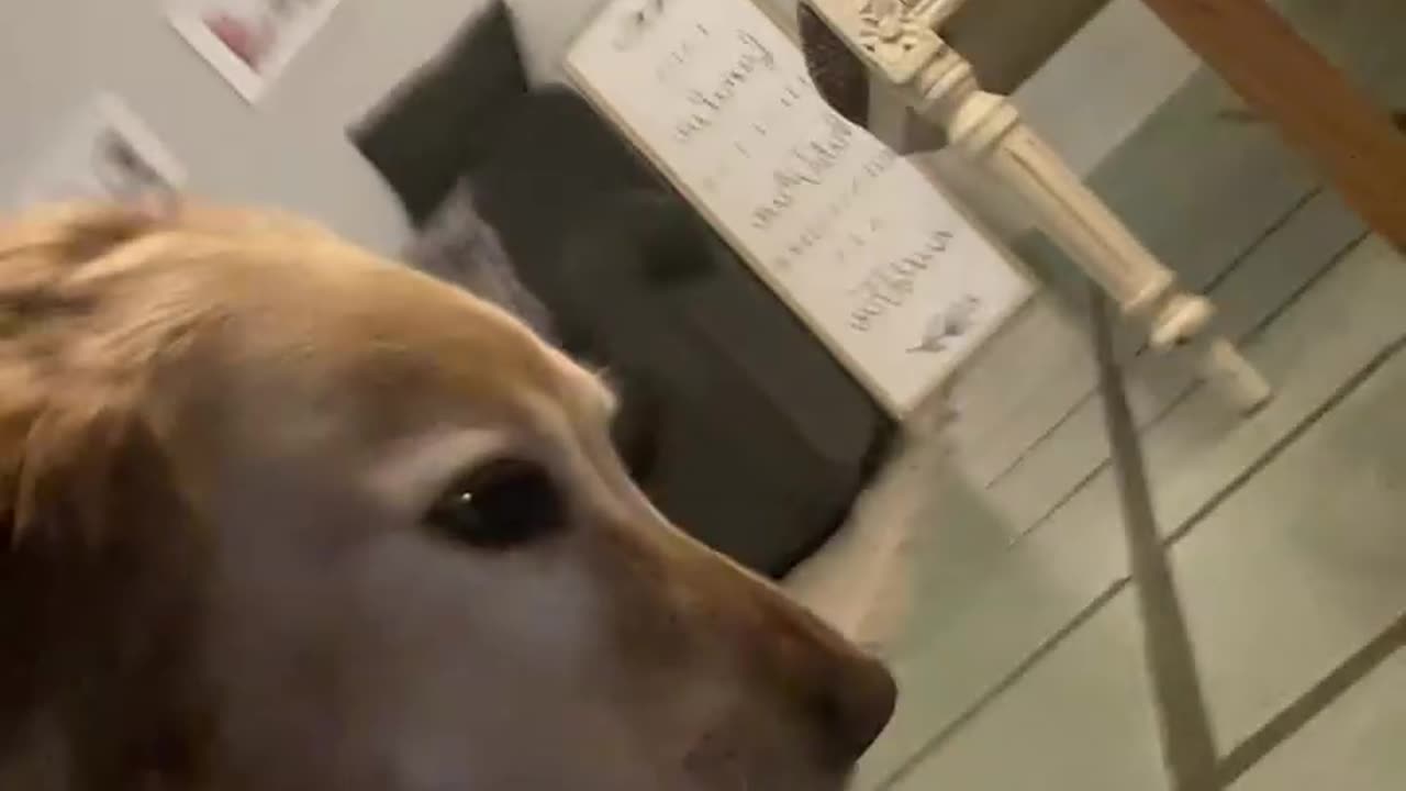 Dog Steals Mouthful Of Bread