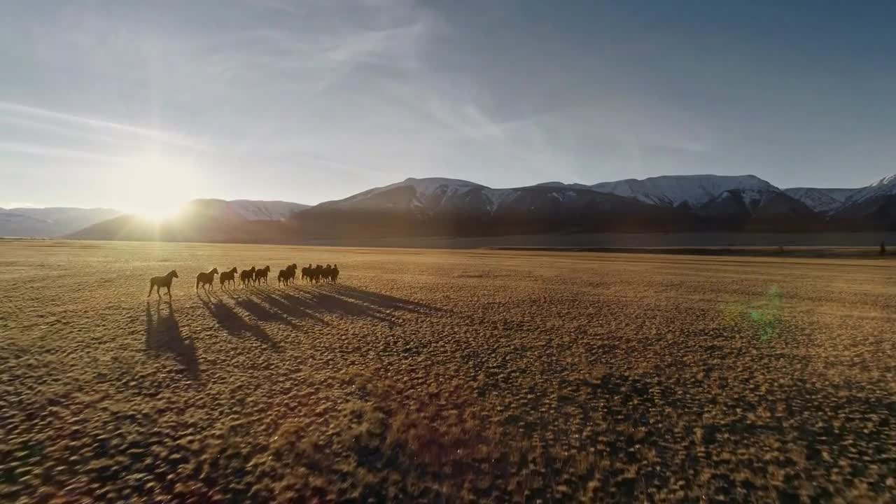 Horses running free in meadow with snow capped mountain backdrop