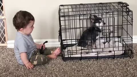 Funny Baby And Pets