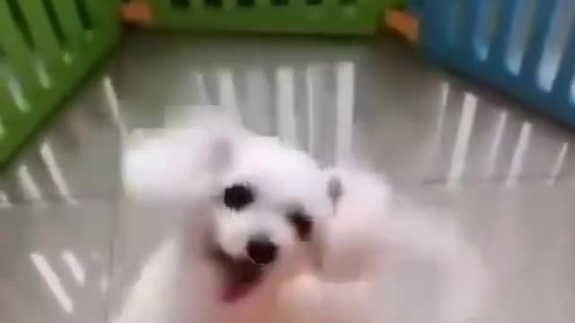 CUTE FUNNY DOGS;TRY NOT TO LAUGH