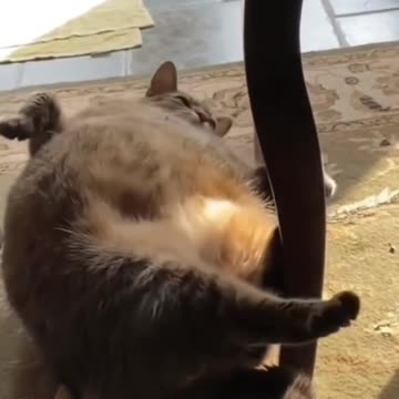 My God is that cat pretty round 🤣🤣