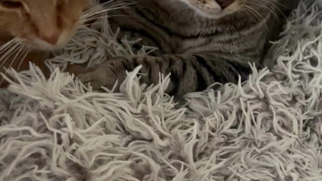 When Cats Fall in Love #25