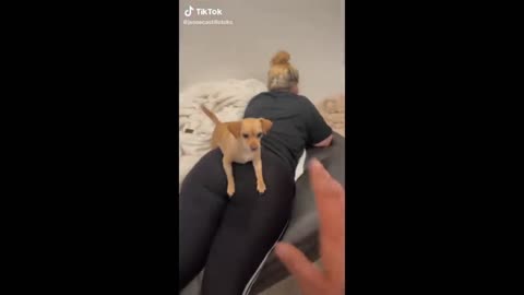 try not to laugh at these pet videos