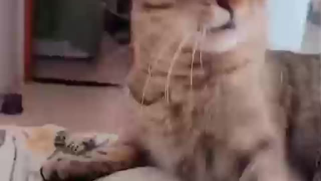 most angry cat I've ever seen