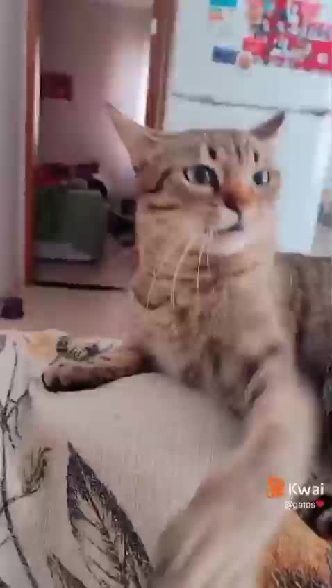 most angry cat I've ever seen