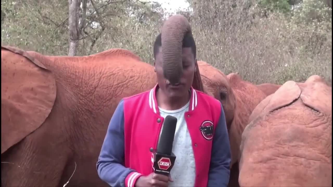 MAN vs ELEPHANT: Baby Elephant Plays with KBC Journalist