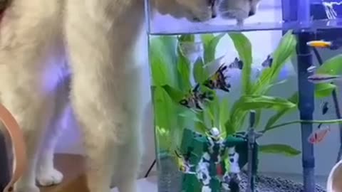 Cute Cats Trying to Get Fish