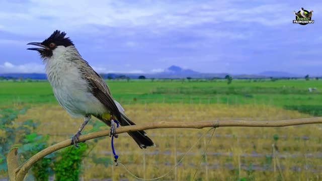 Burung kutilang (Sooty-headed Bulbul)