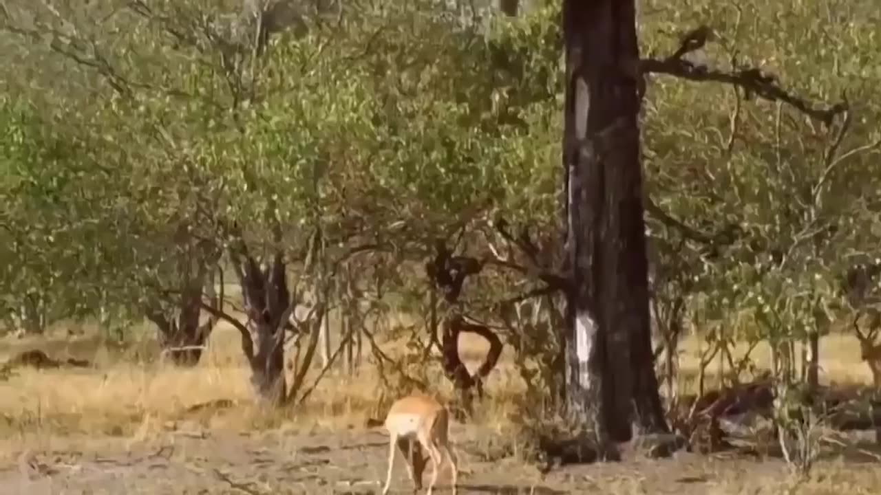 The Eagle Dies While Hunting Octopus In The Ocean