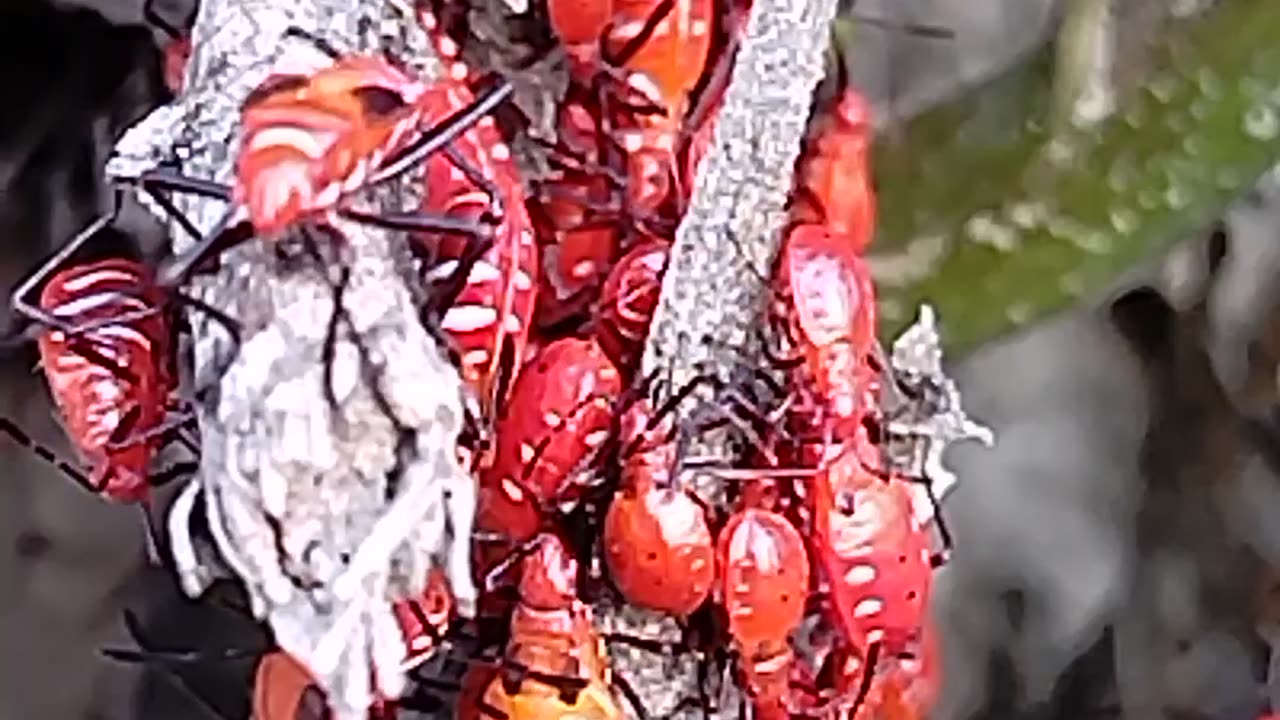 Something different in the world