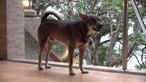 How Dogs React When Seeing Stranger 11 - Running, Barking? | Viral Dog