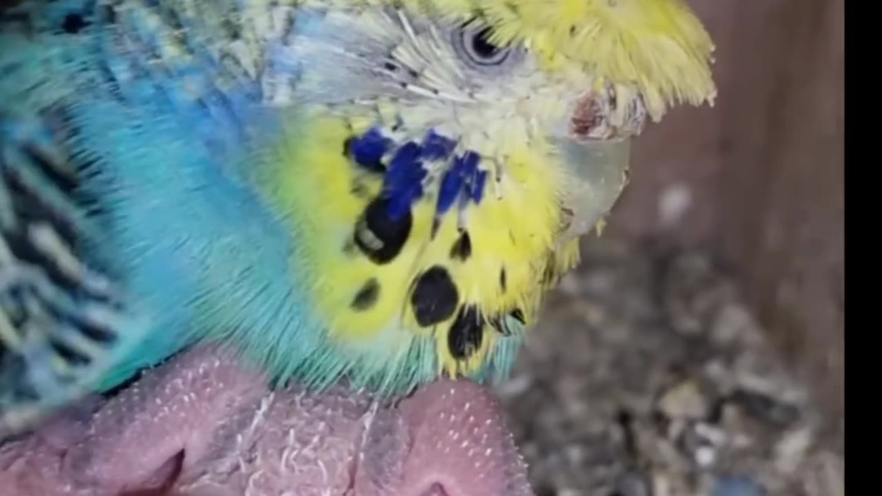 Budgies breeding