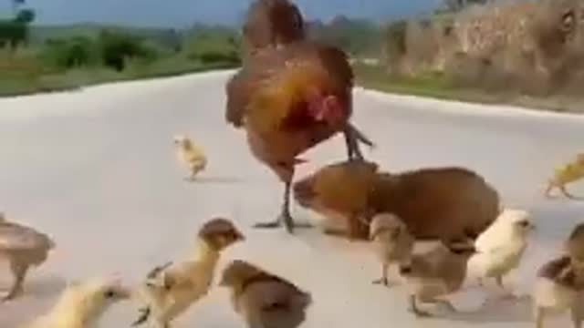 Cute Dog 🐕 And Rooster 🐓 Funny video