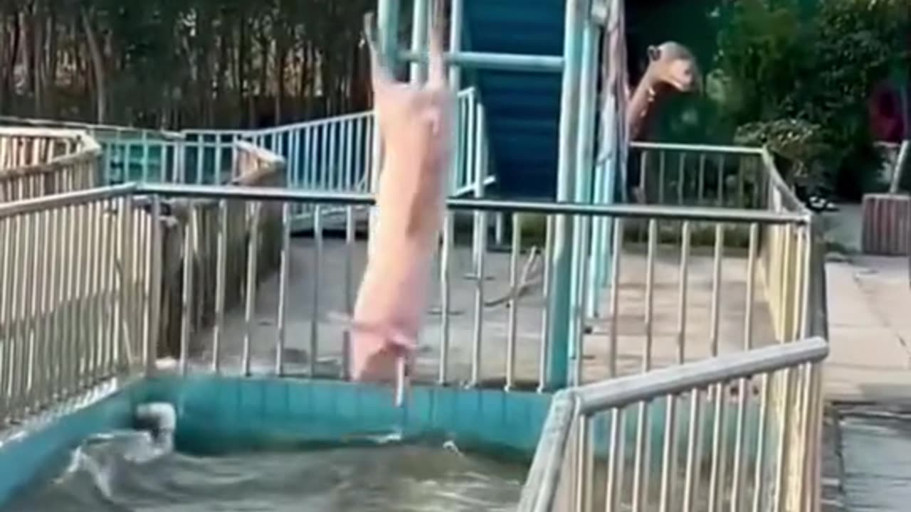 the pigs funny fall into the water