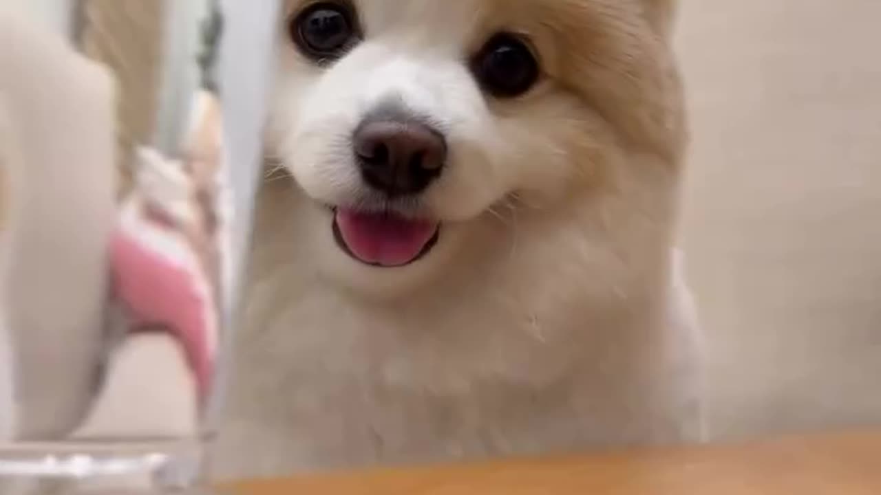 Cute dog with his funny moments ❤️