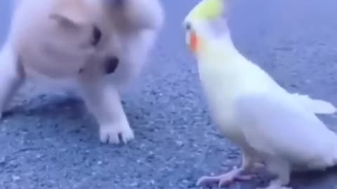 baby dog and bird