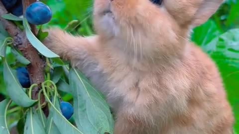 Little rabbit and grapes