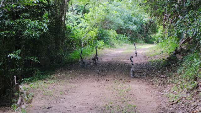 Ring Tailed Lemurs Walking On The Road With Tail Up