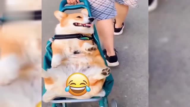 Cute Animals 2022 It's so comfortable to lie down