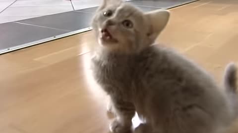 This adorable kitten talks too much.