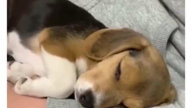 Cute puppies