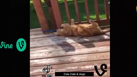 Best Funny Animal Videos Of The 2023 🤣 - Funniest Cats And Dogs Videos 😺😍😂🐶 Funny cat & dog videos 😍