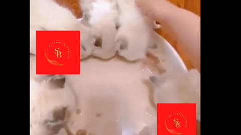 Cat baby's very hungry