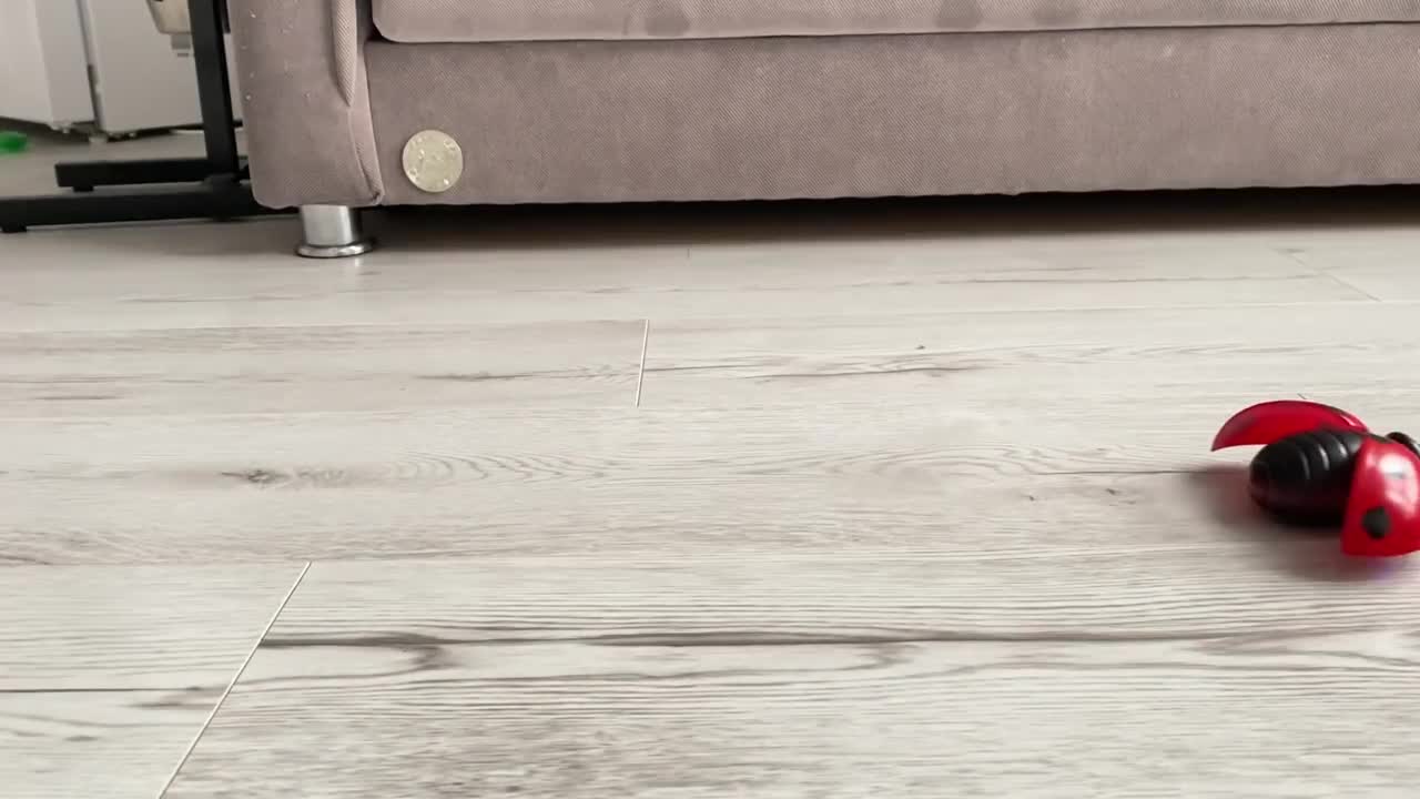 My Dogs React to GIANT Ladybug