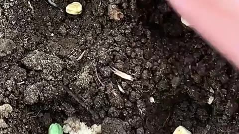 Gardening🍀🍀🍀🎋 hacks that will amaze you! 🌿🌿🌿🌿🌿🌱🌱🌱🌱