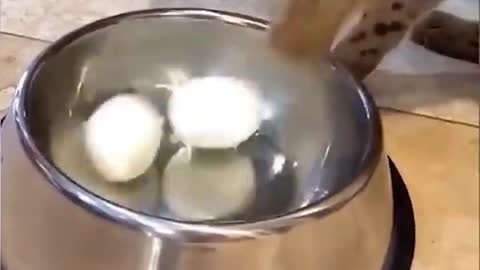 Best Funny cat vedio