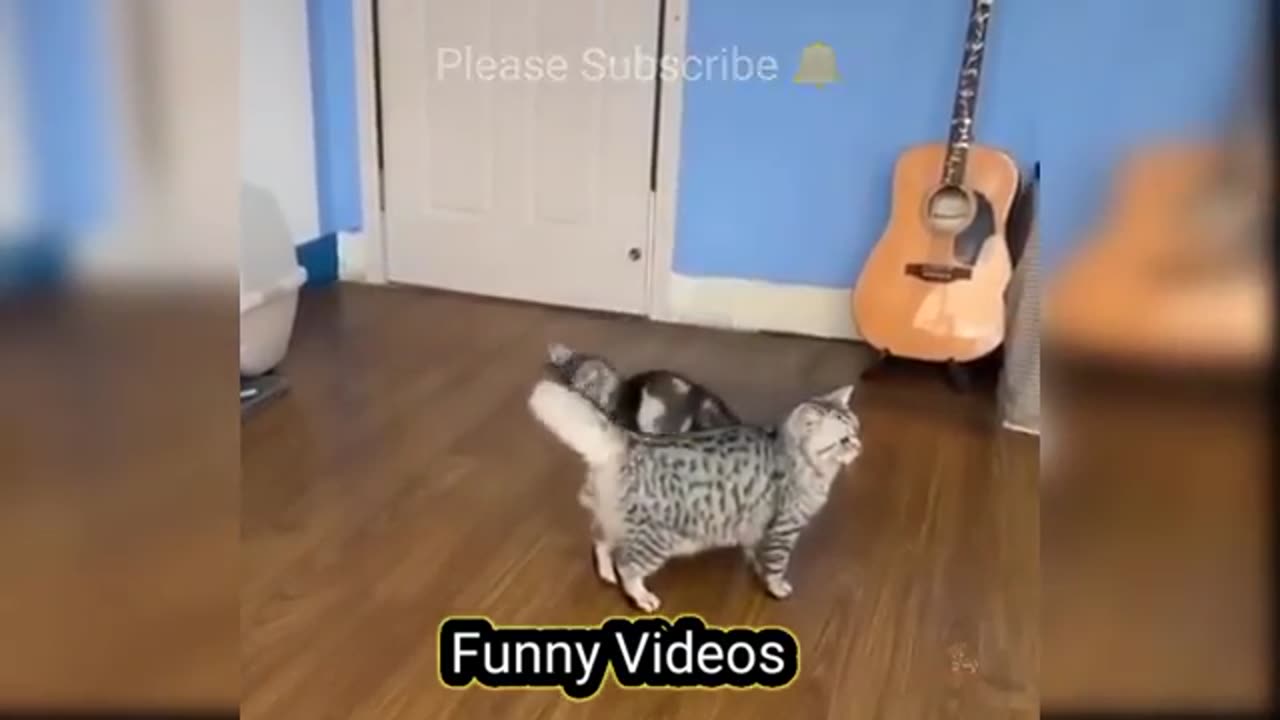 Funny animals
