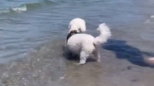 Pets curtindo na praia