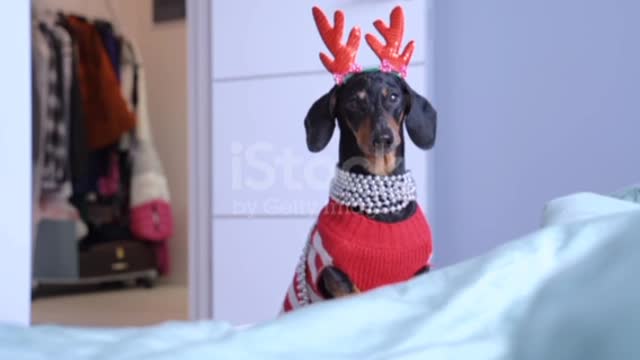 Dog Funny little dachshund wearing winter knitted pullover❤️