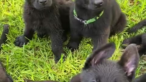 Howling German Shepherd Puppies... ADORABLE!!!
