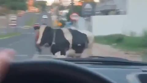 Funny videos