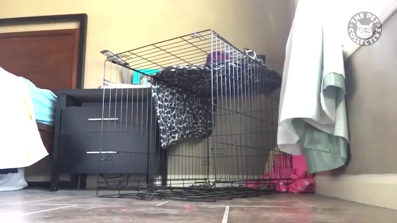 Pet escape artist. Funny pet video compilation