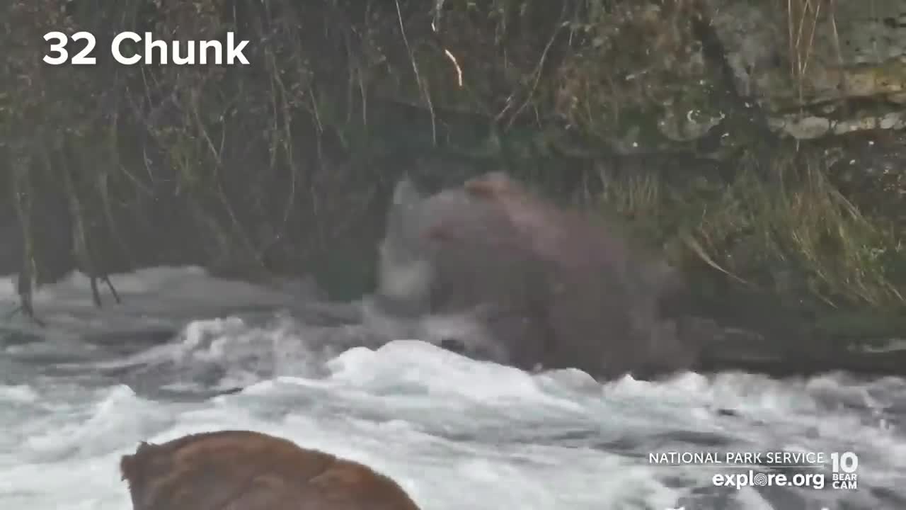 32 Chunk, 435 Holly and More are Back for the Fall Feast | Best of Bear Cam