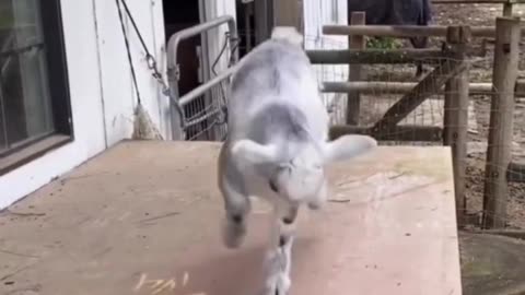 sheep cub funny vedios