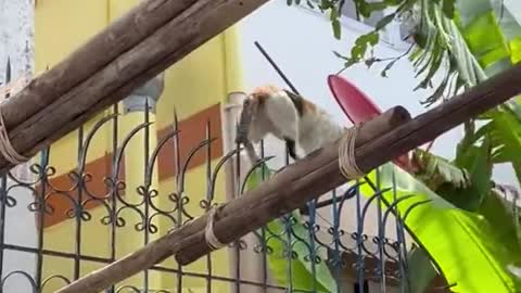 Risky cat, nice balance