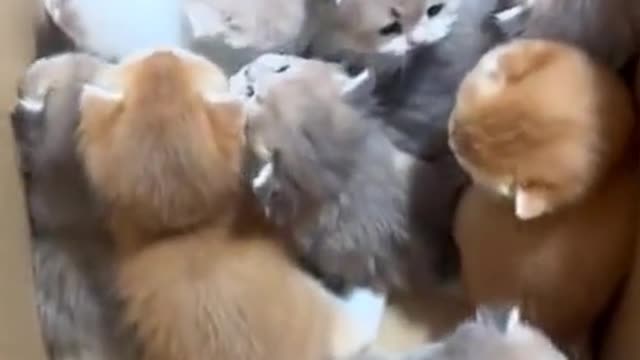 Cuteeee 🥰#catmom #catsoftiktok #ketty